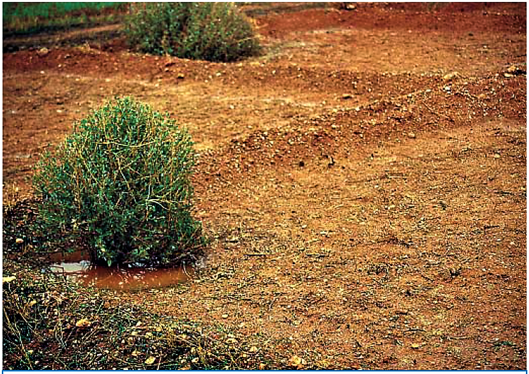 Water accumulates in the pit on the lowest part of the micro basin. Source: ALI et al. (2009)