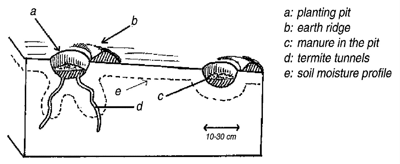 Close-up of a planting pit. Source: ANSCHUETZ et al. (2003) 