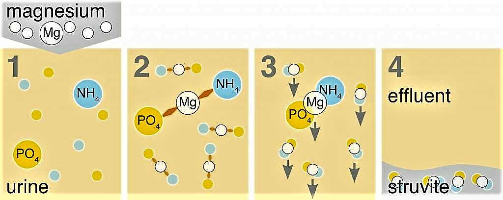 Struvite formation in urine after magnesium addition. Source: ETTER (2009)