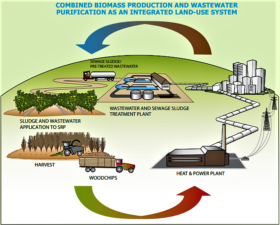 Schematic of the short rotation plantation. Source: EUBIA (n.y.)