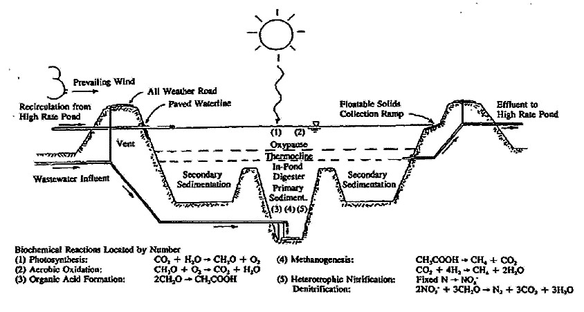 Cross section of an Advanced Facultative Pond (AFP) showing the dominant biochemical reactions. Source: GREEN et al. (1996)