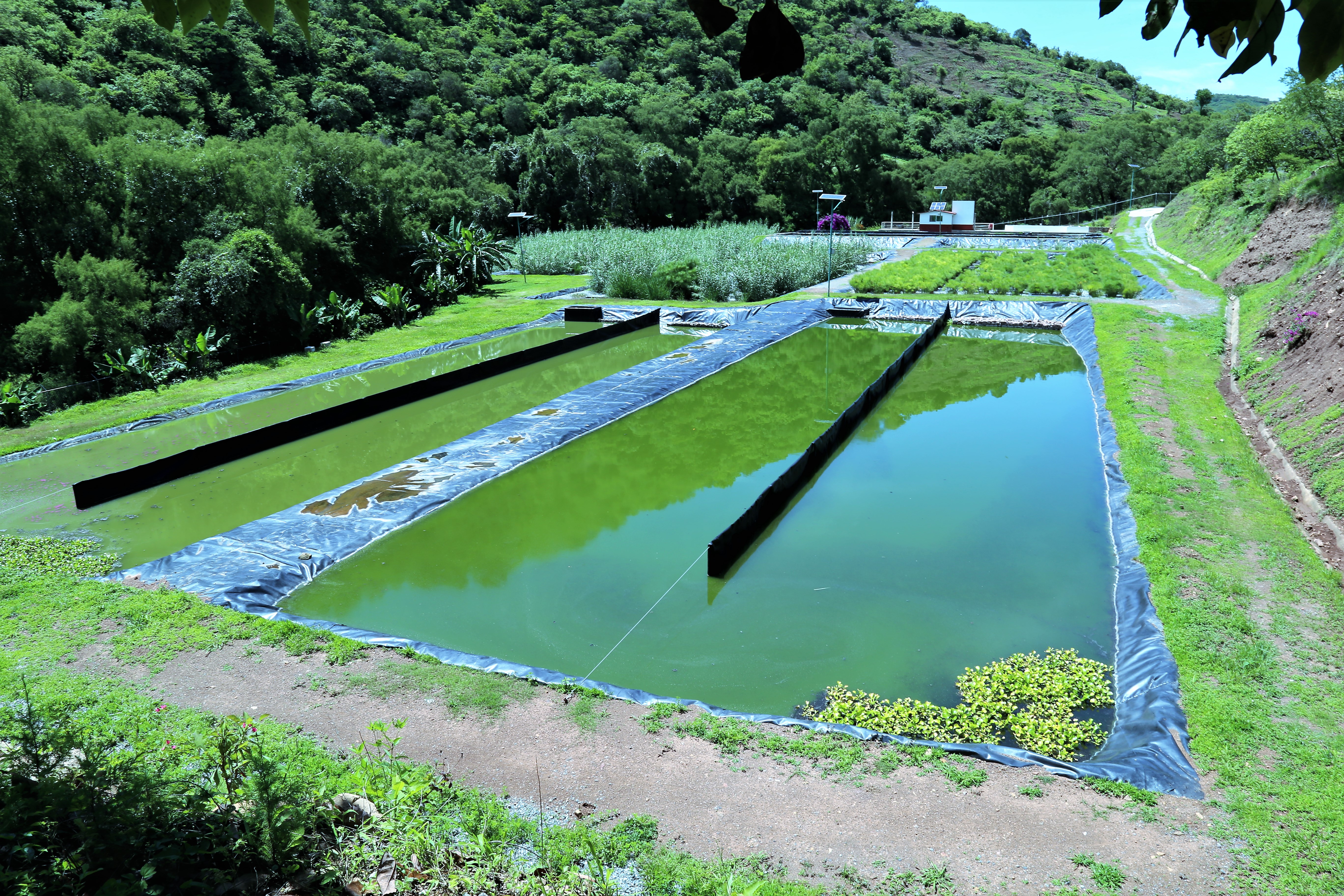 IMTA Laguna de estabilización, Acamixtla