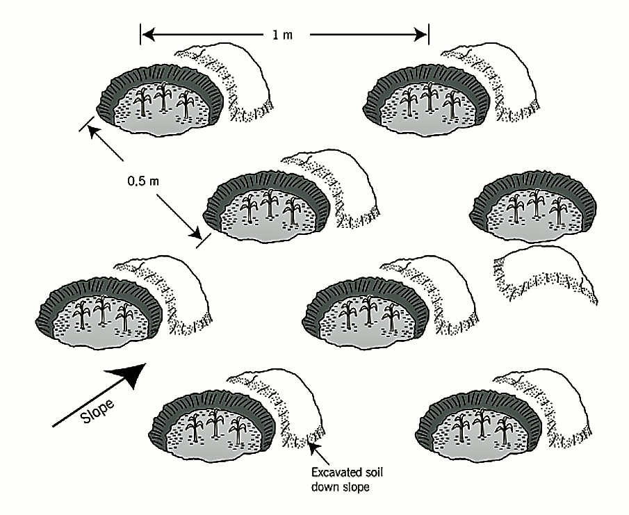 Planting pits. Source: MALESU et al. (2007) 