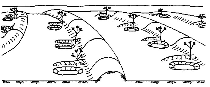 Planting pits and upward ties may further increase the success of bunds. Source: OUESSAR et al. (2012) 