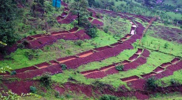 RAO n.y. Rainwater impounded in contour trenches