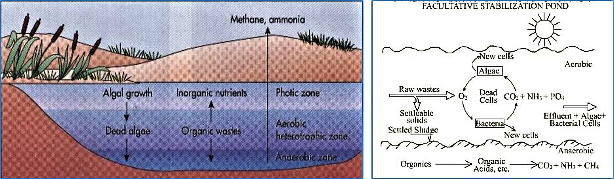 Pathways of BOD removal in facultative waste stabilisation ponds. Source: RPI (2014, left) and WATER AND WASTEWATER ENGINEERING (2014, right)