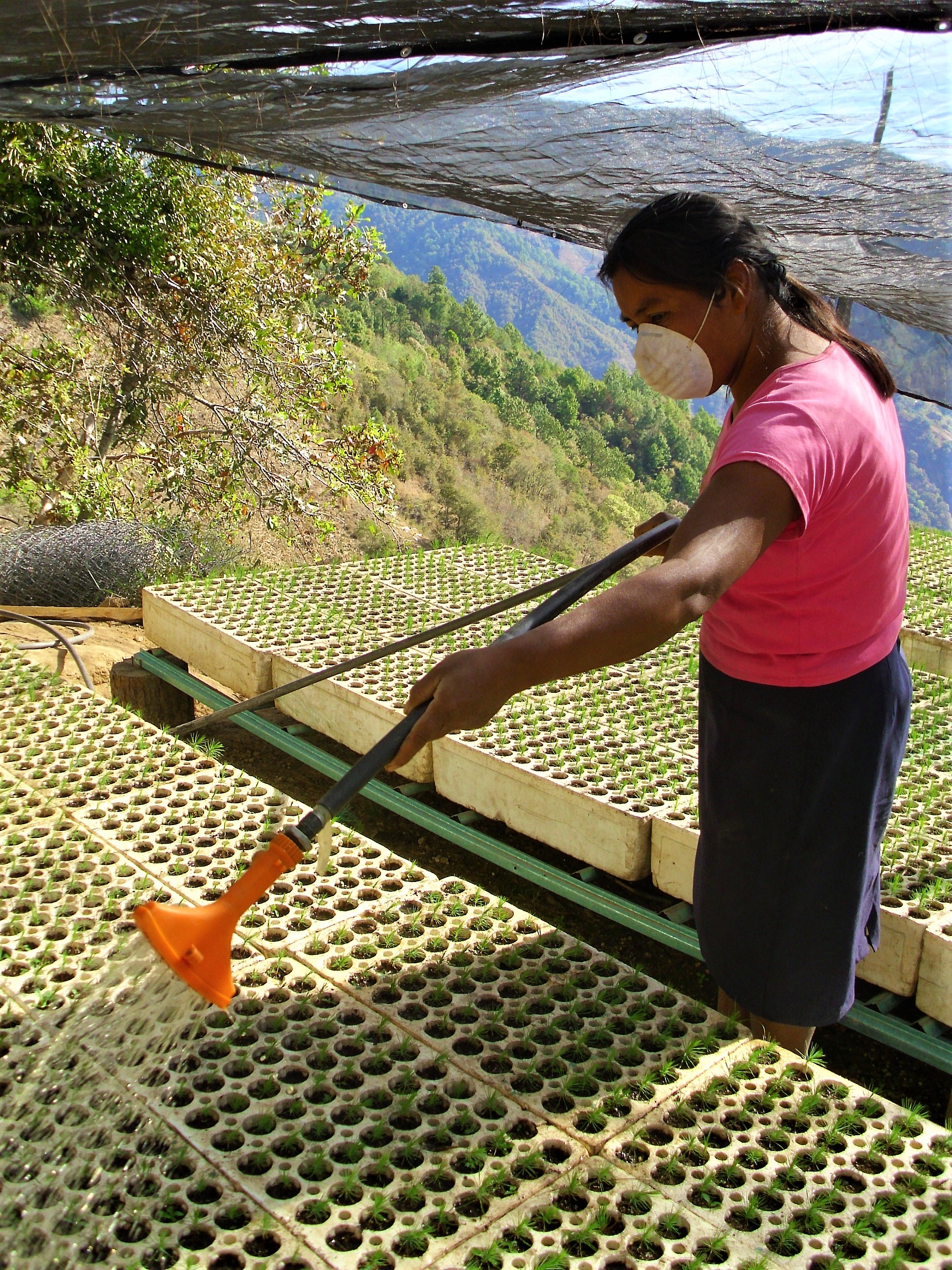 Aplicación de orina en vivero forestal