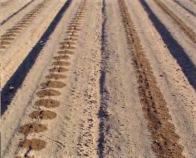 A field irrigated by a subsurface drip system. Source: SELA (n.y.)