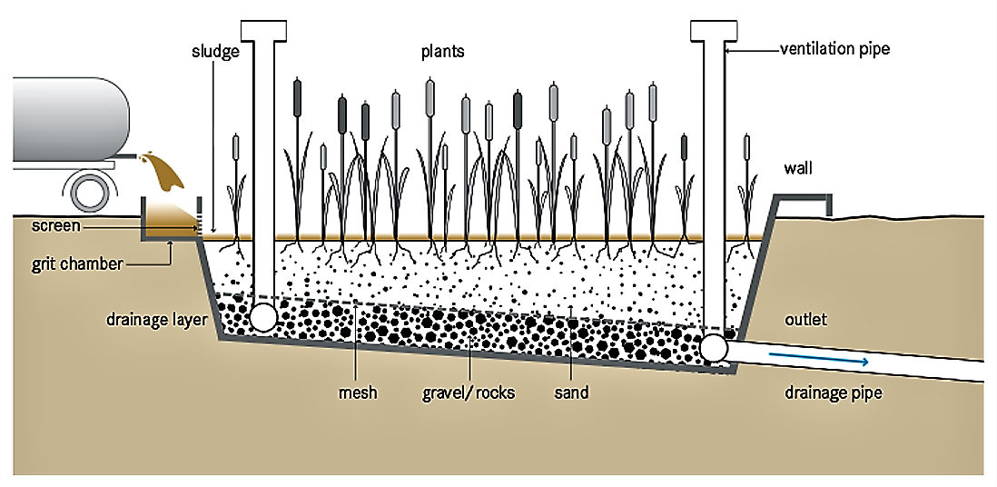 Planted Drying Beds | SSWM - Find tools for sustainable sanitation and ...