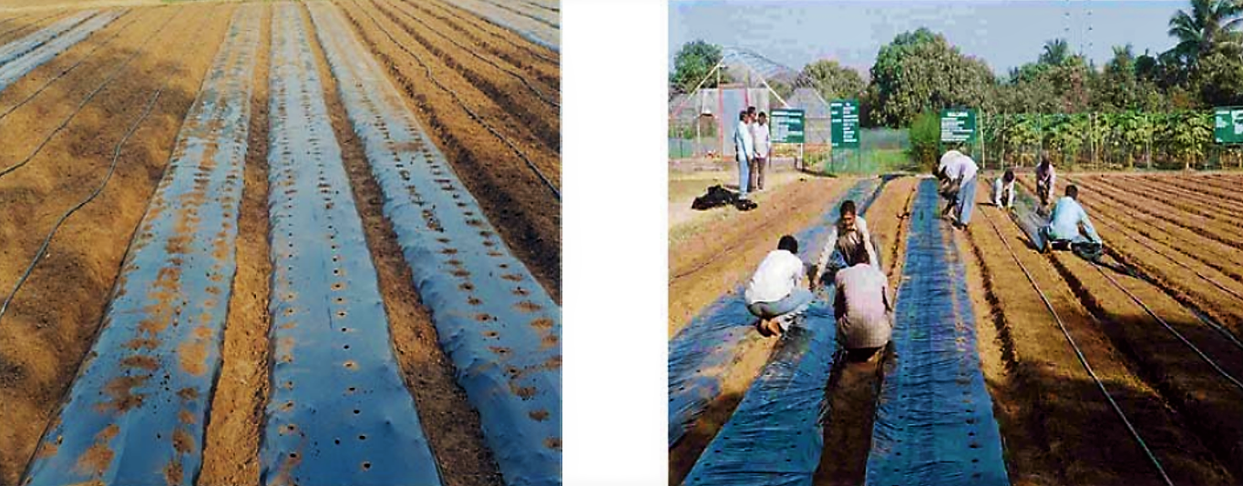 Lateral pipelines for irrigation are laid under the mulch covering. Source: TNAU (n.y.)  