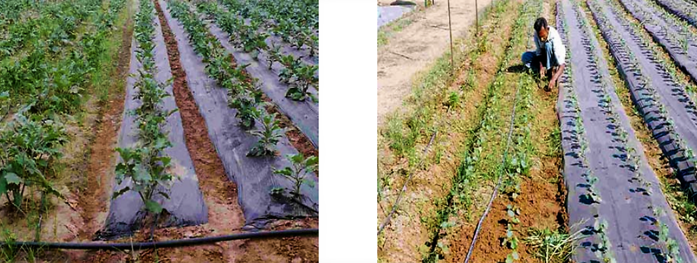 Opaque plastic mulch used in small crop production. Source: TNAU (n.y.) 