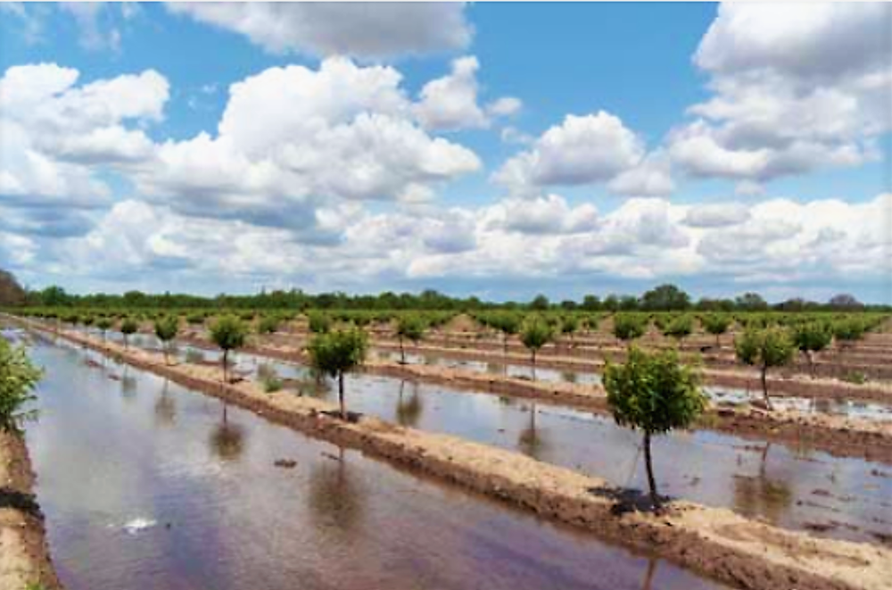 Tree crops irrigated by a surface border system. Source: UCCE (2005)