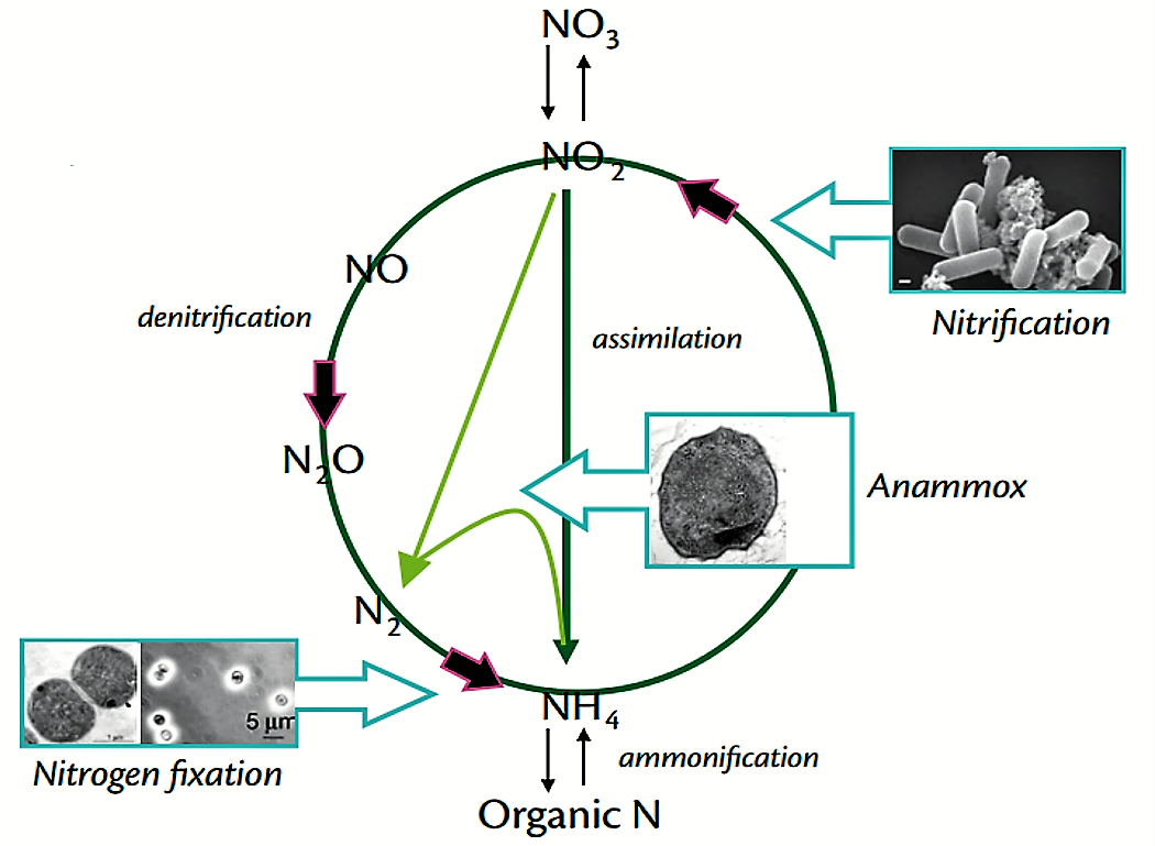 Anammox | دروبال